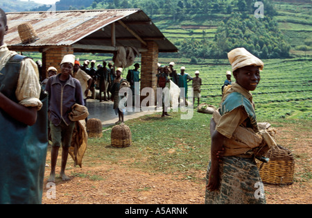 Teepflückerinnen bei Tee Plantage, Malawi, Afrika Stockfoto