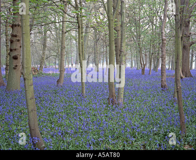 am frühen Morgen in Blubell Holz in Chilterns in der Nähe von Marlow und Henley auf Themse Stockfoto