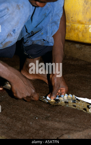 Mann skinning junge Crocodile Farm, Malawi, Afrika Stockfoto