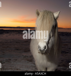 Isländische reinrassige Pferde, Winter Mantel, Island Stockfoto