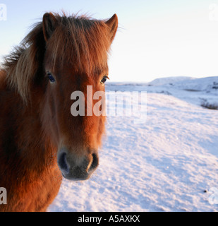 Isländische reinrassige Pferde, Winter Mantel, Island Stockfoto