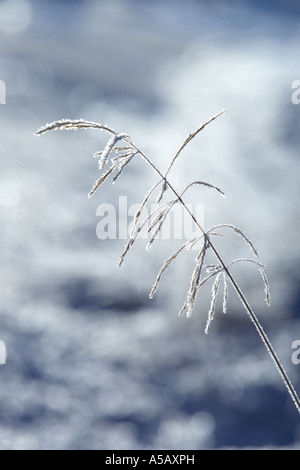 Eiskristalle auf Ästen, See Myvatn, Island Stockfoto