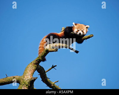 Weniger oder roter Panda Ailurus Fulgens ruht auf dem höchsten Ast erreichen es Zoo Beekse Bergen Hilvarenbeek Niederlande Stockfoto