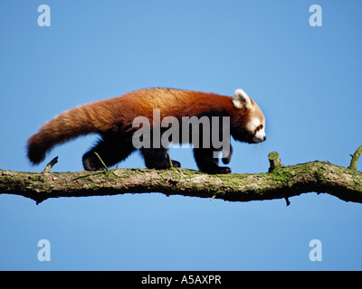 natürliches Verhalten weniger oder roter Panda Ailurus Fulgens Wandern auf AST Beekse Bergen Zoo Hilvarenbeek Niederlande Stockfoto