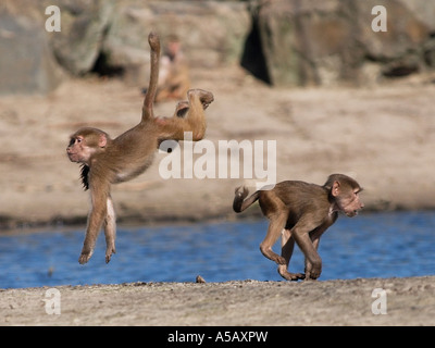 Zwei junge Hamadryas Paviane spielen fotografiert Papio Cyncocephalus im Zoo von Beekse Bergen Hilvarenbeek Niederlande Stockfoto