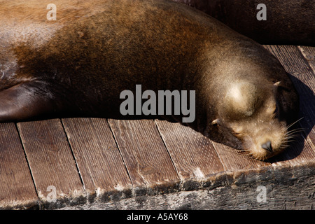 Pacific Harbour Seals Phoca vitulina richardsi in San Francisco Bay Kalifornien Dock Stockfoto