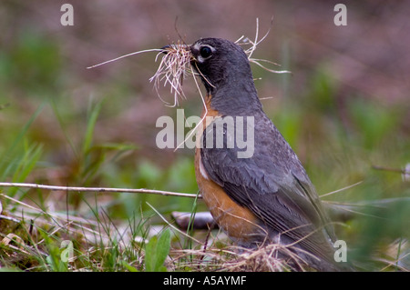 American Robin (Turdus migratorius) Weibliche sammeln Nistmaterial Sudbury, Ontario, Stockfoto