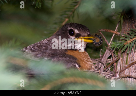American Robin (Turdus migratorius) brüten Eier Ontario, Nest, indem Zelt caterpillar Sudbury, Ontario gestört,