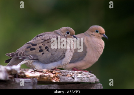 Taube (Zenaida macroura) Steckverbinderpaar loafing Sudbury, Ontario, Stockfoto