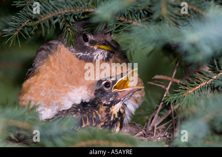 American Robin (Turdus migratorius) Erwachsenen jungen Fütterung im Nest Sudbury, Ontario, Stockfoto