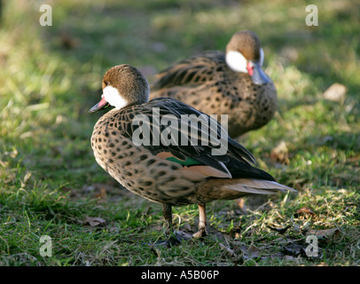 Paar White-Cheeked Pintail, Anas Bahamensis, aka Bahama Pintail Stockfoto