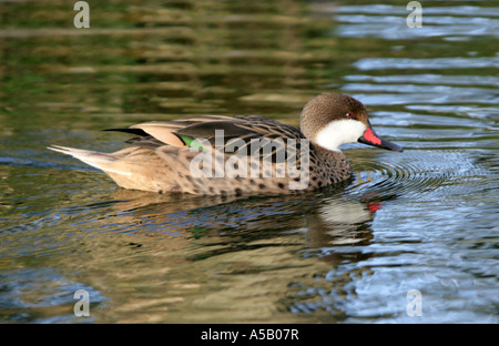 Weiße-Cheeked Pintail, Anas Bahamensis, aka Bahama Pintail Stockfoto