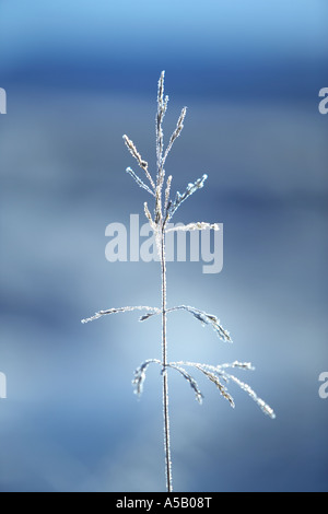 Eiskristalle auf Ästen, See Myvatn, Island Stockfoto