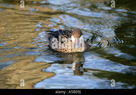 Weiße-Cheeked Pintail, Anas Bahamensis, aka Bahama Pintail, aus der Karibik Südamerika und Galapagos-Inseln Stockfoto