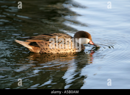 Weiße-Cheeked Pintail, Anas Bahamensis, aka Bahama Pintail, aus der Karibik Südamerika und Galapagos-Inseln Stockfoto