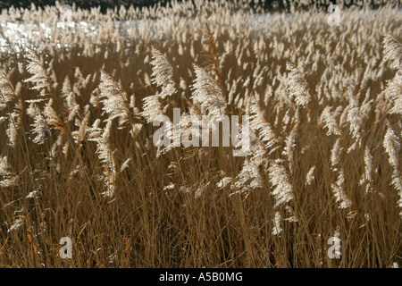 Schilfgürtel am Tring Stauseen und Vogelschutzgebiet Stockfoto