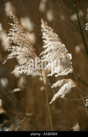 Schilfgürtel am Tring Stauseen und Vogelschutzgebiet Stockfoto