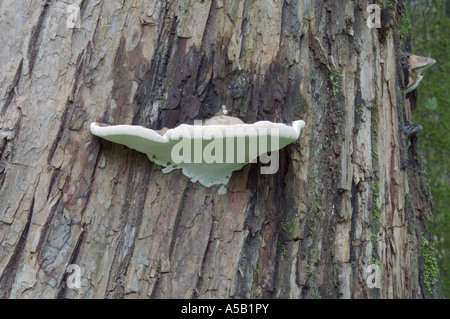 Des Künstlers Conk Pilz (Ganoderma Applanatum) auf Chosenia Arbutifolia Stamm Stockfoto