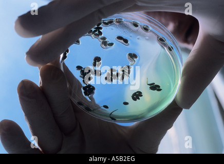 Wissenschaftslabor. Techniker, der während des Experiments Gummihandschuhe mit einer Petrischale trägt. Wissenschaftliche Testkulturen. Stockfoto