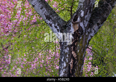 Blühende japanische Kirschbäume und weinend Birken an der Michigan Ave, Victoria, British Columbia, Kanada Stockfoto