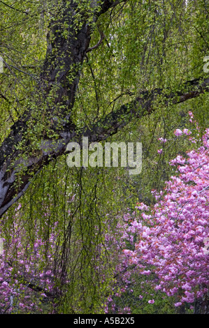 Blühende japanische Kirschbäume und weinend Birken an der Michigan Ave, Victoria, British Columbia, Kanada Stockfoto