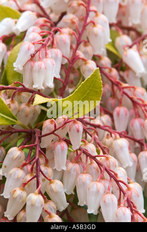 Maiglöckchen Strauch (Pieris japonica) blühende Strauch mit bunten Blättern in einem Vorort von Garten, Victoria, British Columbia, Kanada Stockfoto