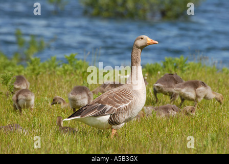 Graugans Bewachung junge Gänsel Stockfoto