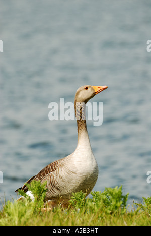 Graugans ein klassisches portrait Stockfoto