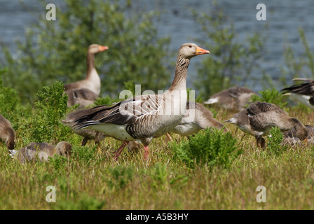 Graugans Bewachung junge Gänsel Stockfoto
