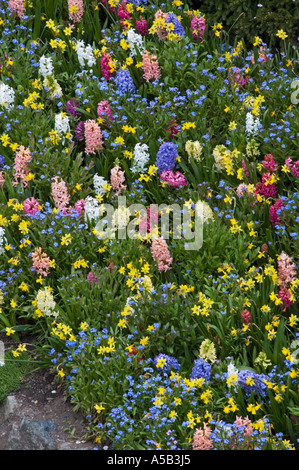 Hyazinthe Blüte in der versunkene Garten, die Butchart Gardens, Victoria, British Columbia, Kanada Stockfoto