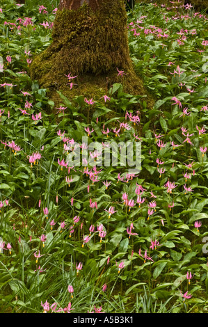 Rosa fawn Lilien (erythronium das revolutum) im Japanischen Garten, den Butchart Gardens, Victoria, British Columbia, Kanada, Stockfoto