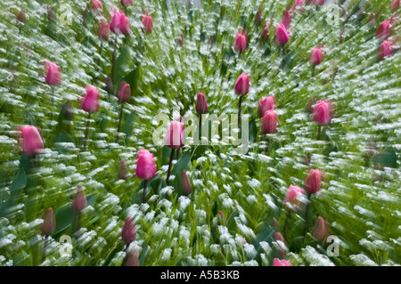 Frühjahrsblüte im italienischen Garten, Double Exposure, die Butchart Gardens, Victoria, British Columbia, Kanada Stockfoto