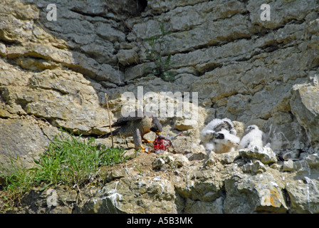 Wanderfalken am Nest mit jungen füttert Beute Stockfoto
