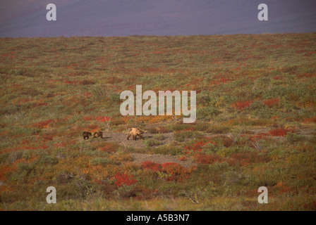 Grizzly Bär Ursus Arctos säen mit jungen im arktischen Tundra Herbst National Petroleum zu bewahren North Slope Alaska Stockfoto