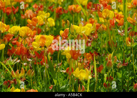 Beeindruckende Darstellung der Vögel-Foot trefoil Stockfoto