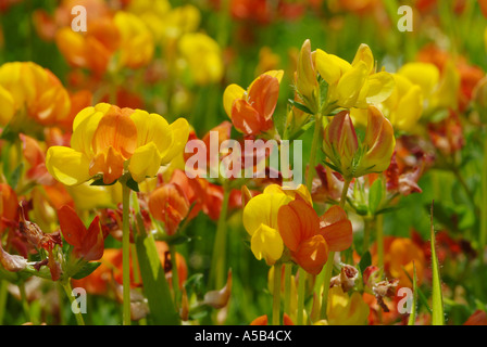 Beeindruckende Darstellung der Vögel-Foot trefoil Stockfoto