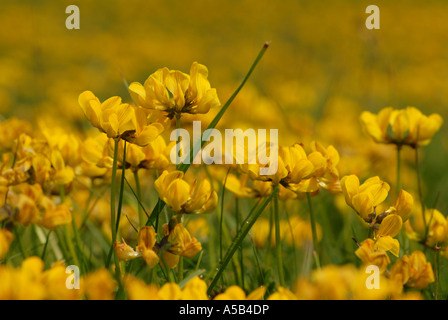 Beeindruckende Darstellung der Vögel-Foot trefoil Stockfoto