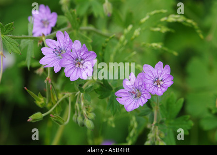 Hecke Storchschnabel Ende bis auf den winzigen Blüten Stockfoto