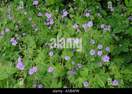 Hecke Storchschnabel eine Fülle wachsen in einer Hecke Stockfoto