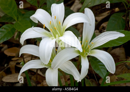 Atamasco Lily (Zephyranthes Atamasco) drei Blüten in Eichenwälder. Hillsborough River State Park FL Stockfoto