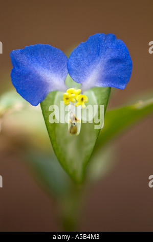 Asiatische Dayflower (Commelina Communis) close-up im Oktober Wald Great Smoky Mountains Nationalpark Tennessee Stockfoto