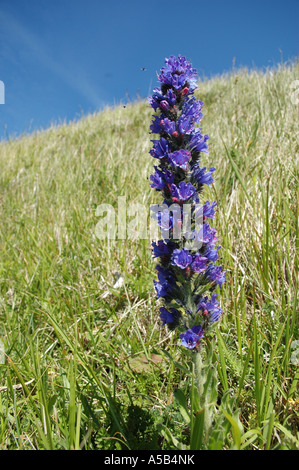 Viper's Bugloss eine starke Blütenstand Stockfoto