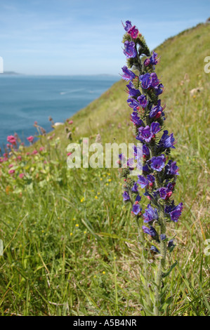 Viper's Bugloss eine starke Blütenstand mit Blick aufs Meer Stockfoto