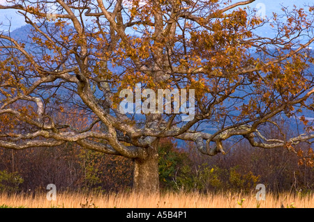 Eiche und Gräser in den großen Wiesen Shenandoah-Nationalpark-VA Stockfoto