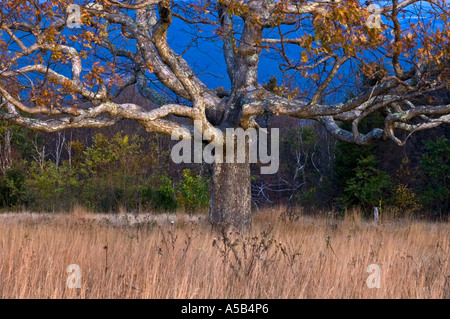 Eiche und Gräser in den großen Wiesen Shenandoah-Nationalpark-VA Stockfoto