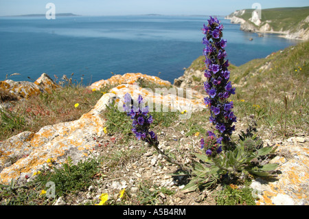 Viper's Bugloss eine starke Blütenstand mit Blick aufs Meer Stockfoto