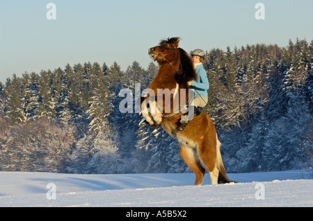 Mädchen auf der Rückseite eine Aufzucht "Islandpferd" im winter Stockfoto