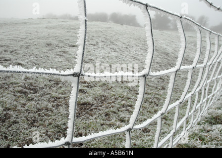 Frost über die Felder und die Schafe netting Stockfoto