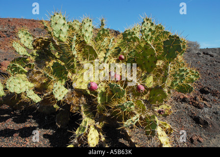Fruchtung Feigenkaktus wächst in vulkanischer Asche auf der Insel Lanzarote Stockfoto