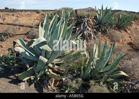 Sisal-Pflanze wächst wild in Lanzarote Stockfoto